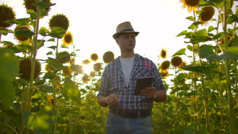 A-biology-teacher-in-a-straw-hat-and-plaid-shirt-is-walking-on-a-field-with-a-lot-of-big-sunflowers-in-summer-day-and-writes-its-properties-to-his-electronic-book.